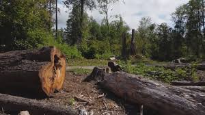 How Our Tree Care Process Works  in  Southaven, MS